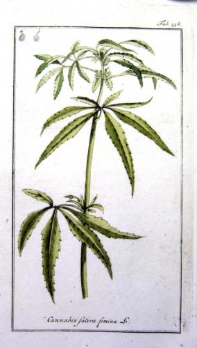 cbdsuisse-cbd-cannabisculture-cbdlife-cannabismedicinal-swisscbd-cannabis-marijuana-weed-hemp-swisscannabis-cannabislegal-swissmade-medicalmarijuana-cbdhemp-cbdhanf-swisshemp-16